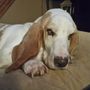 Photo of Journey Home Veterinary Services