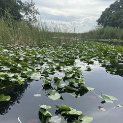 Everglades Nature Tours