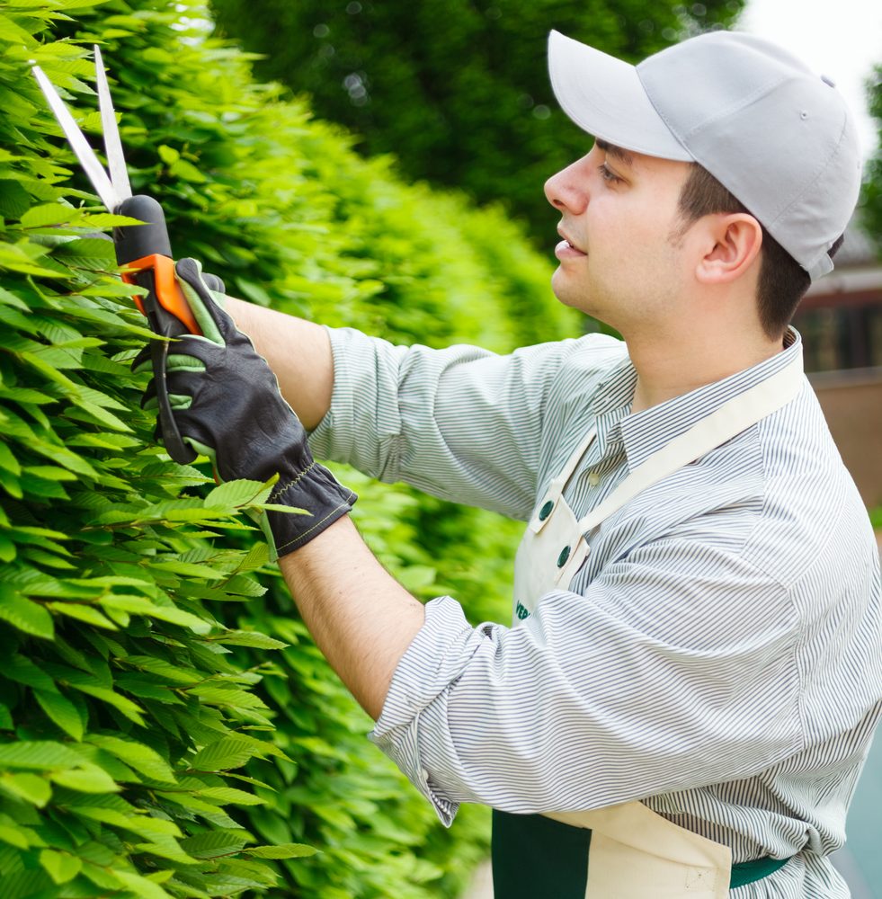 Next Phase Lawncare - tree service in Grand Rapids, MI