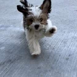 Dog Busters - Darla in an action shot