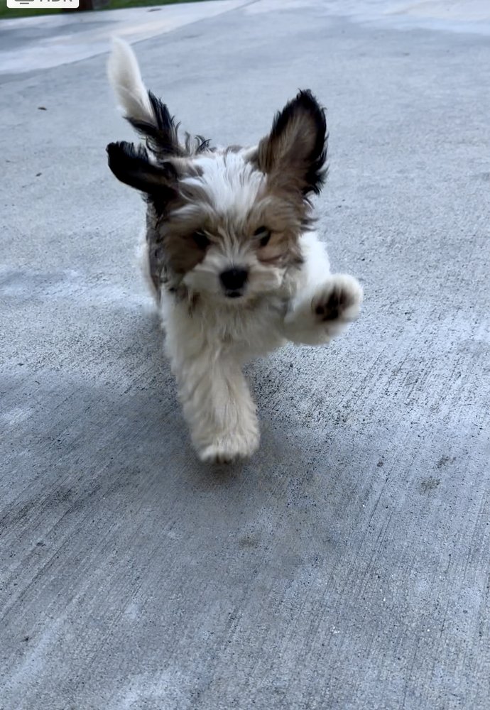 Dog Busters - pet boarding facility in Encinitas, CA