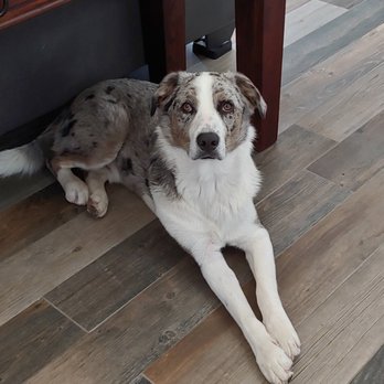 Barking Bad Dog Training - Kippy @ 1.5 years - Pet Training Near Me