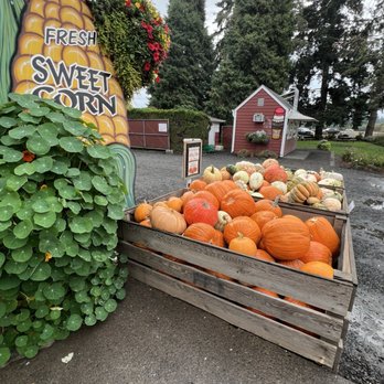 EZ Orchards Farm Market - Outside with the pumpkins for sale - Fruits & Veggies Near Me - Salem, Oregon EZ Orchards Farm Market - Outside with the pumpkins for sale - Fruits & Veggies Near Me - Salem, Oregon