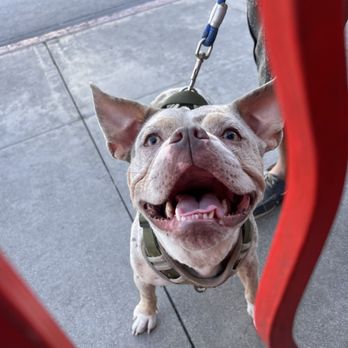 DOGZ Bar and Grill - Just a cute pup who stopped to say hi! - Hot Dogs Near Me - Long Beach, California