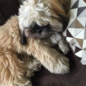 The Spaw - Before the grooming - Pet Groomers Near Me - Tustin, California
