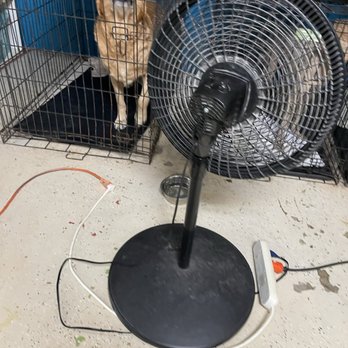 Totally Dogs - Those poor dogs - Pet Sitting Near Me - Moyock, North Carolina Totally Dogs - Those poor dogs - Pet Sitting Near Me - Moyock, North Carolina