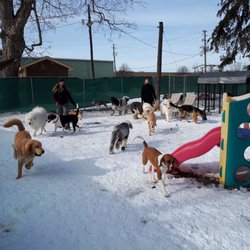 Furry Friends Doggie Daycare & Spaw - Bigs