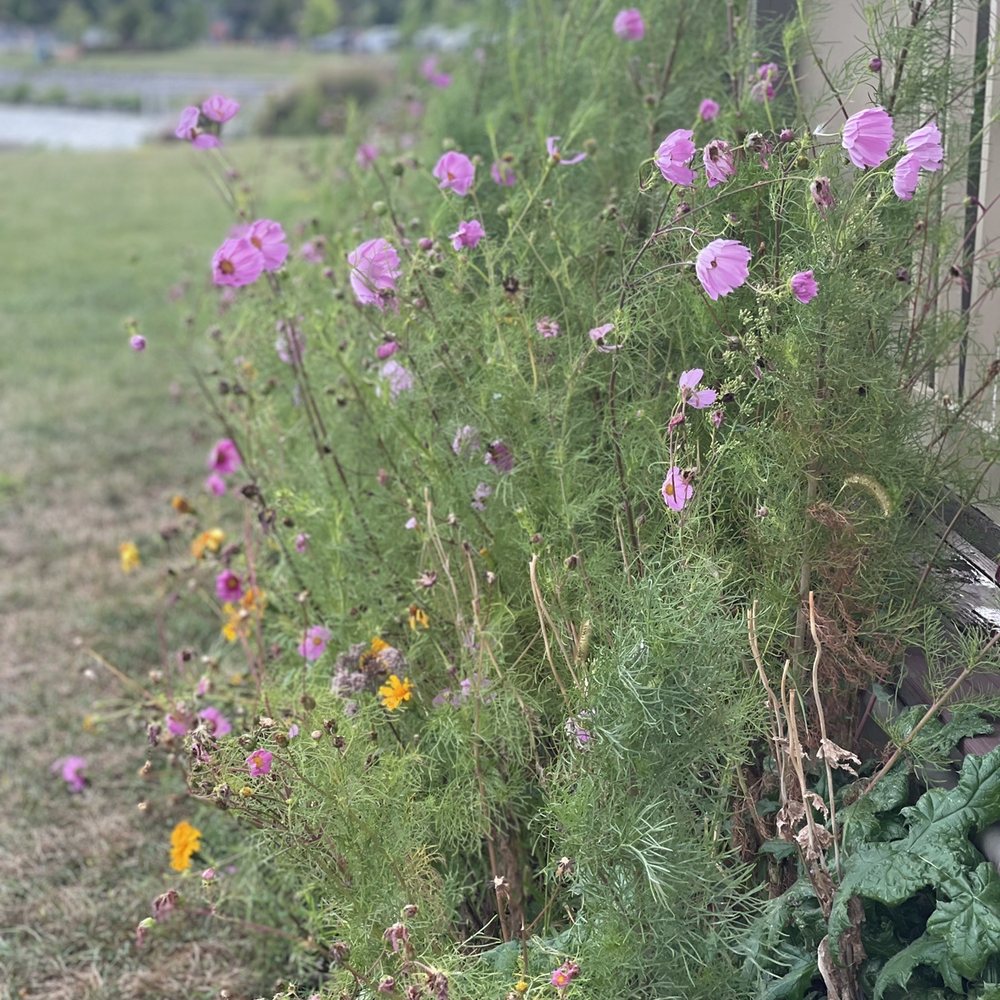 Pretty flowers
