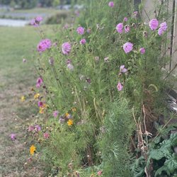 Seneca Lake State Park - Pretty flowers
