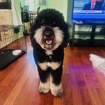 Unleashed - Today Leonidas was taken care of by Espy and once again she saved his matted neck & ears and made him look amazing - Pet Stores Near Me - Chula Vista, California