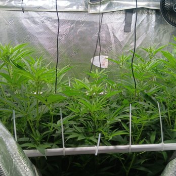 LI Hydro - Hydroponics Near Me - Islandia, New York