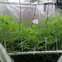 LI Hydro