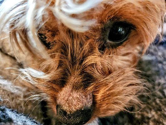 Canine Carousel Pet Salon