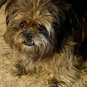 Citizens For Animal Protection - Animal Shelters Near Me - Houston, Texas Citizens For Animal Protection - Animal Shelters Near Me - Houston, Texas