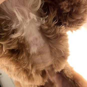 Waggs-N-Whiskers - Pet Groomers Near Me - Lakewood, Ohio