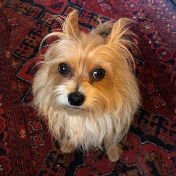 Desert Veterinary Specialists - Tobias the Chorkie - Veterinarians Near Me - Palm Desert, California Desert Veterinary Specialists - Tobias the Chorkie - Veterinarians Near Me - Palm Desert, California