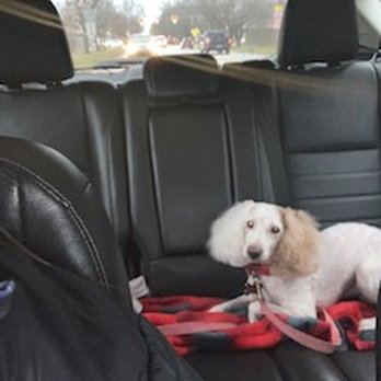 Peppermint Pet Parlor - There is a Poodle under all that fluff. - Pet Groomers Near Me - Canton, Michigan