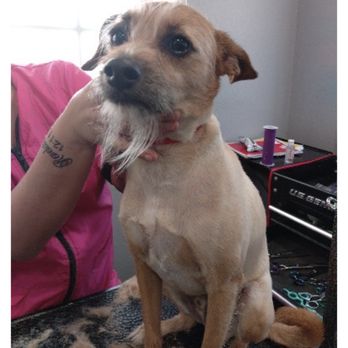 Animal Kingdom - This is how they cut him - Pet Groomers Near Me - Colton, California Animal Kingdom - This is how they cut him - Pet Groomers Near Me - Colton, California