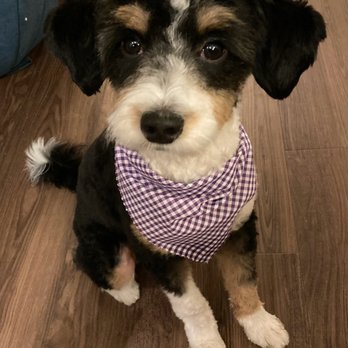 Floof Pet Grooming - Pet Groomers Near Me - Seattle, Washington Floof Pet Grooming - Pet Groomers Near Me - Seattle, Washington