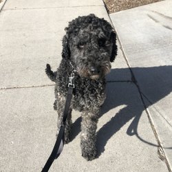 Canine Karma Training