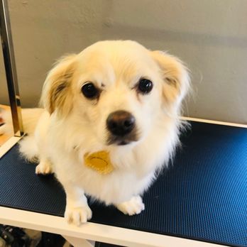 Lnimo - Simple wash and trim! - Pet Groomers Near Me - San Mateo , California Lnimo - Simple wash and trim! - Pet Groomers Near Me - San Mateo , California