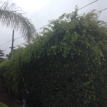 Hickory Tree Service - Tree Services Near Me Hickory Tree Service - Tree Services Near Me