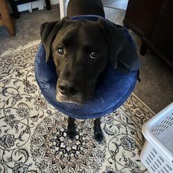 Simsbury Veterinary Hospital - donut supplied by horses and hounds