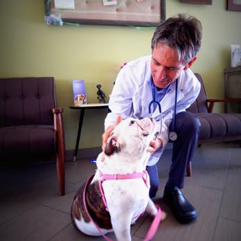 Vet4Bulldog - Dr. Kraemer greeting a patient at Vet4HealthyPet Advanced Medical Care Reception area - Veterinarians Near Me - Orange, California Vet4Bulldog - Dr. Kraemer greeting a patient at Vet4HealthyPet Advanced Medical Care Reception area - Veterinarians Near Me - Orange, California