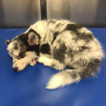 Shake A Paw - we brought her to the 24hr vet she became so lethargic 3 days after we bought her. - Pet Stores Near Me - Lynbrook, New York Shake A Paw - we brought her to the 24hr vet she became so lethargic 3 days after we bought her. - Pet Stores Near Me - Lynbrook, New York