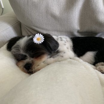 Blue Pooch - Snoozing away. All she did today was go to the groomers - Pet Groomers Near Me - Los Angeles, California Blue Pooch - Snoozing away. All she did today was go to the groomers - Pet Groomers Near Me - Los Angeles, California