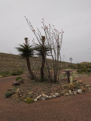 Franklin Mountains State Park by null