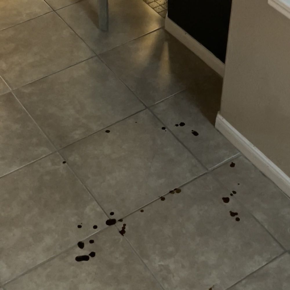 Dog pooping blood! Dog pooping blood!