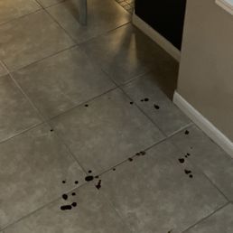 Dog pooping blood! Dog pooping blood!