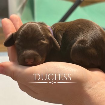 208 Dox Dynasty - Pet Breeders Near Me - Nampa, Idaho 208 Dox Dynasty - Pet Breeders Near Me - Nampa, Idaho