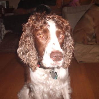 Classic Critter Care - Our Riley - Pet Sitting Near Me - Concord, California
