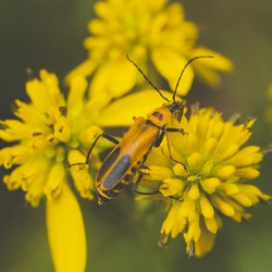 Settlers Cabin Park - Goldenrod soldier beetle on wing stem flowers.