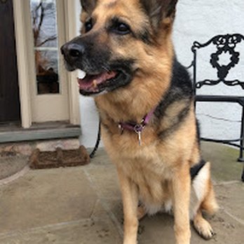 Pet Nanny Main Line - Dog Walkers Near Me - Wayne, Pennsylvania Pet Nanny Main Line - Dog Walkers Near Me - Wayne, Pennsylvania