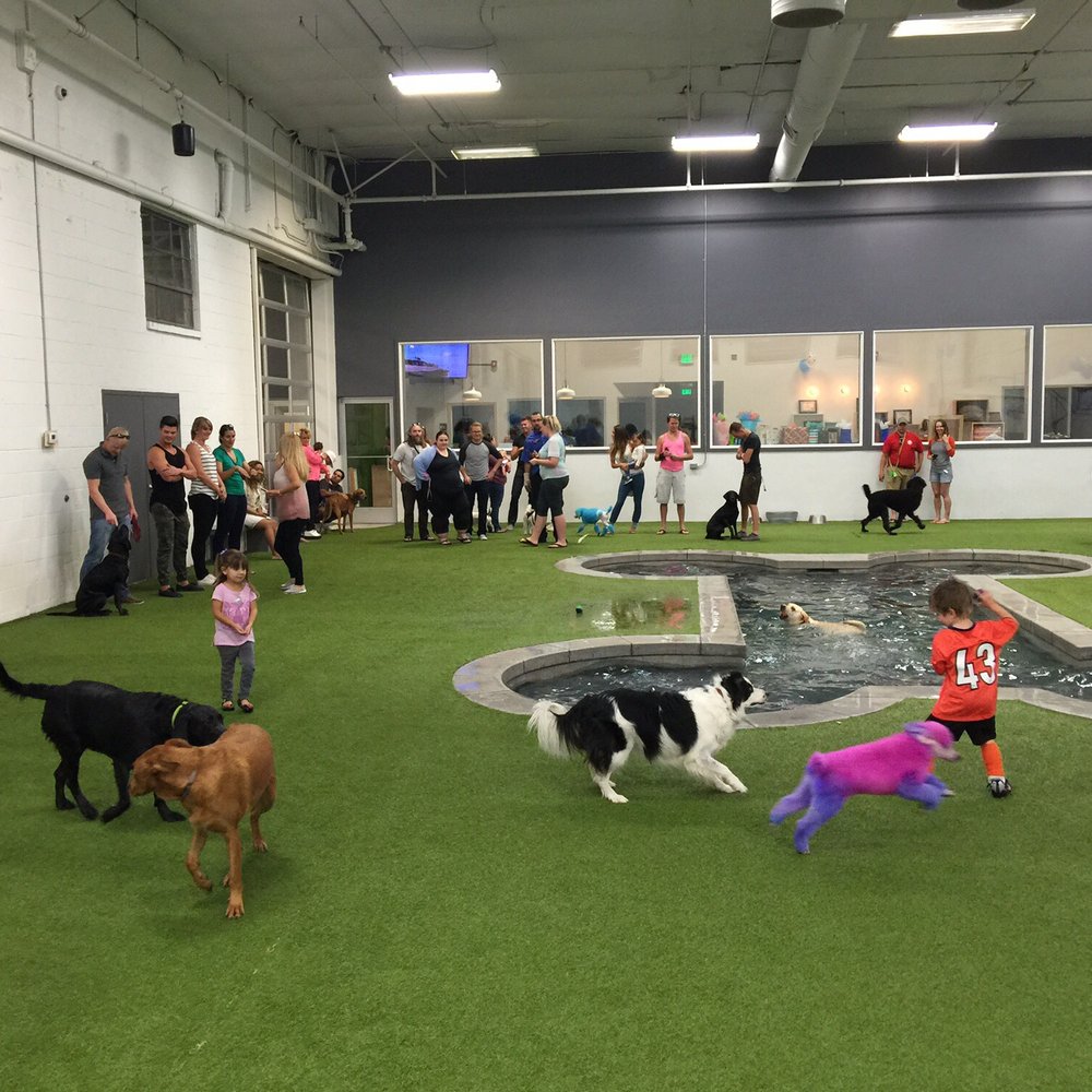 Unleashed Dog Hotel - Max bday party - Pet Groomers Near Me - Murray, Utah Unleashed Dog Hotel - Max bday party - Pet Groomers Near Me - Murray, Utah