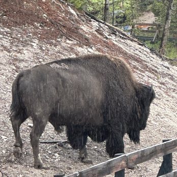Teton Expeditions - Bison - Boating Near Me - Jackson, Wyoming Teton Expeditions - Bison - Boating Near Me - Jackson, Wyoming