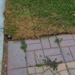 Dead grass after new sod installation Dead grass after new sod installation
