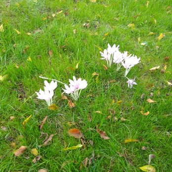 Chanticleer Foundation - Autumn crocus!  I have never seen them before. - Botanical Gardens Near Me - Wayne, Pennsylvania