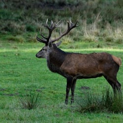 Natur- und Wildpark Waschleithe