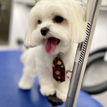 Grooming By Greicis - Pet Groomers Near Me Grooming By Greicis - Pet Groomers Near Me
