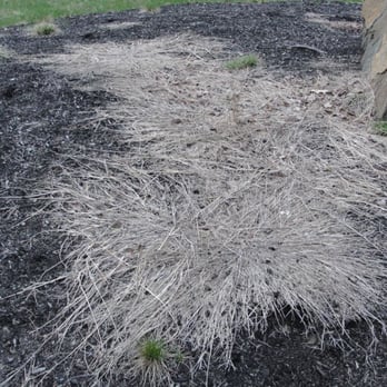 TruGreen - At one call, they said I might have cut the grass so they don't see any weed.  Seriously? - Landscaping Near Me - North Andover, Massachusetts