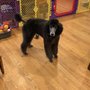 Photo of Ruff Cuts Pet Grooming