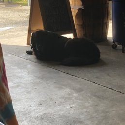 Pet friendly! Pet friendly!