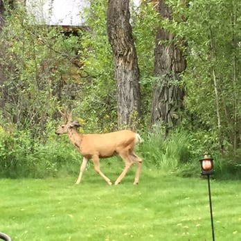 Bentwood Inn - In the backyard!! - Bed & Breakfast Near Me - Wilson, Wyoming