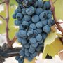Photo of Coyote Canyon Winery