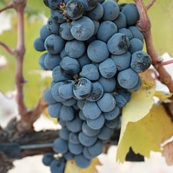 Coyote Canyon Winery - Harvest 2010
