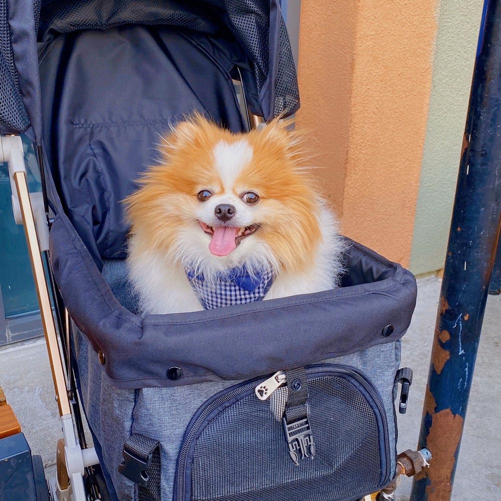 Easterly - Dog-friendly patio! TT still smiling after oral surgery. - Chinese Near Me - Santa Clara, California Easterly - Dog-friendly patio! TT still smiling after oral surgery. - Chinese Near Me - Santa Clara, California